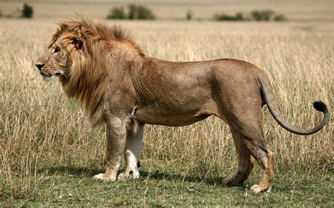 pictures of lion standing